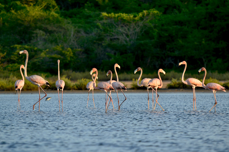 Santuario de flora y fauna los flamingos