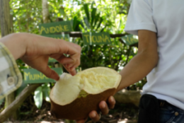 Persona con un copoazu, fruta del Amazonas Colombiano